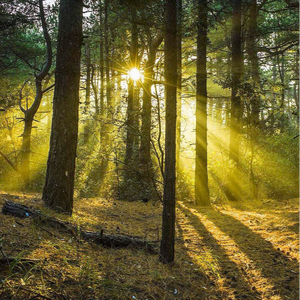 日本黄色特级视频
